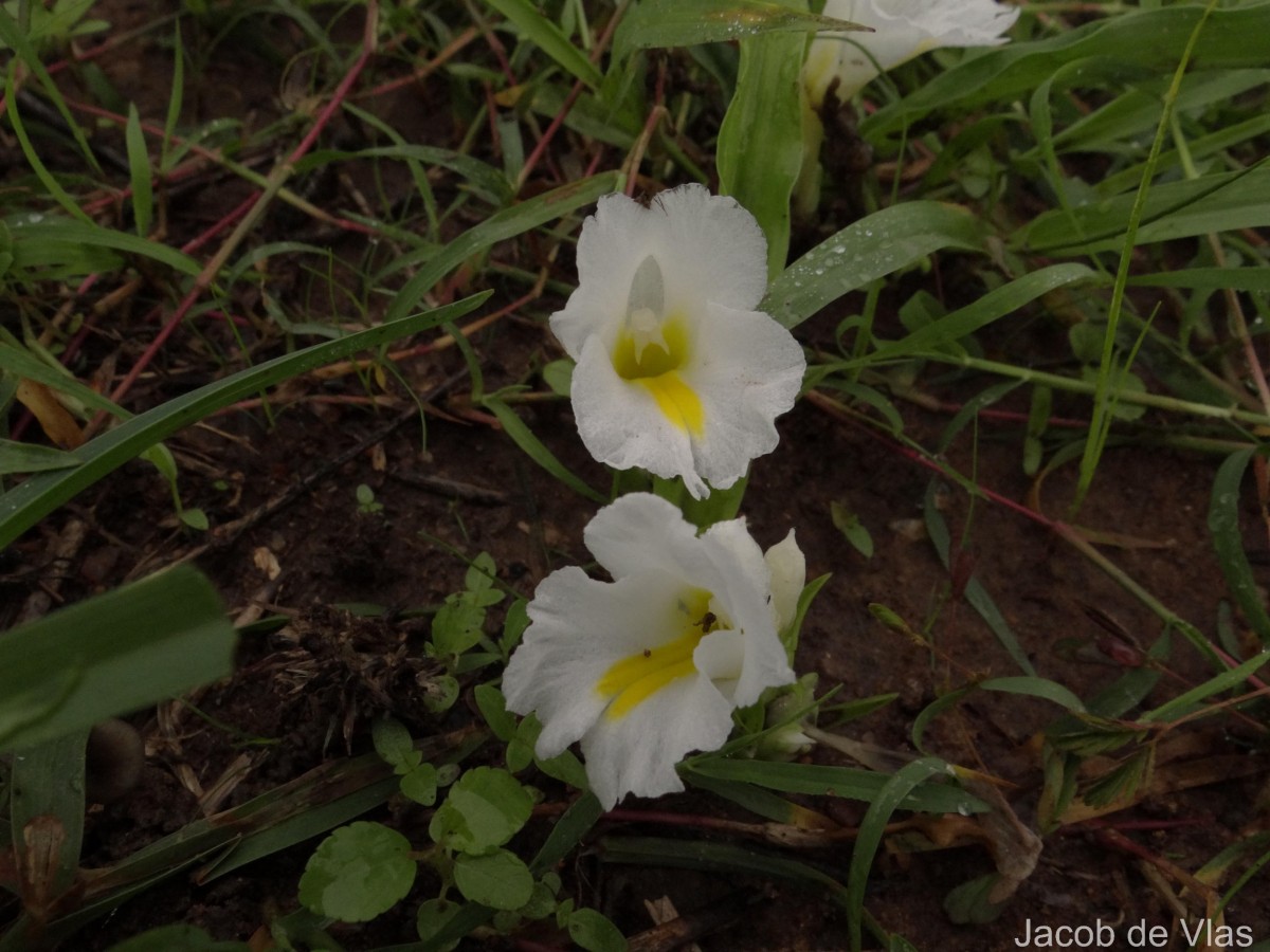 Curcuma oligantha Trimen